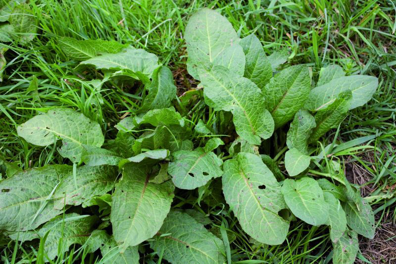 Broad-leaved Dock